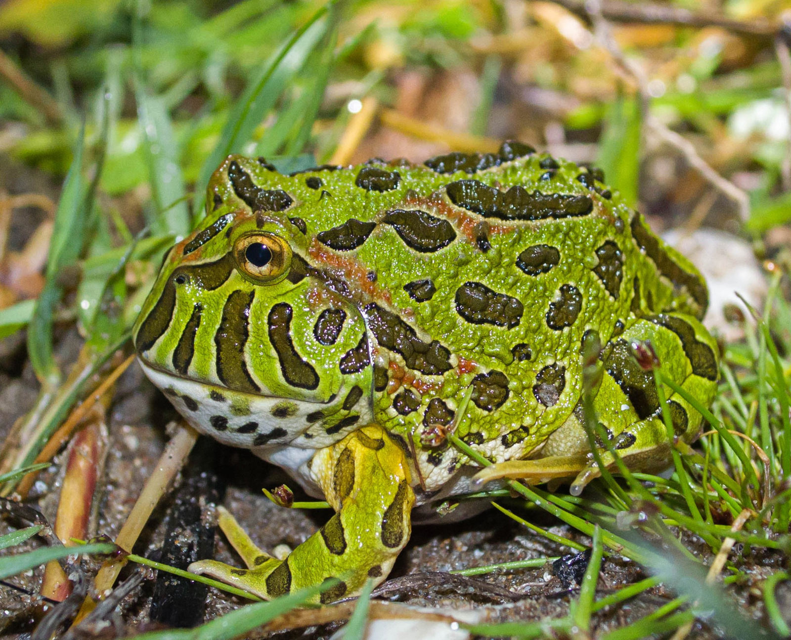 Froglet II   Ph Gabriela Agostini